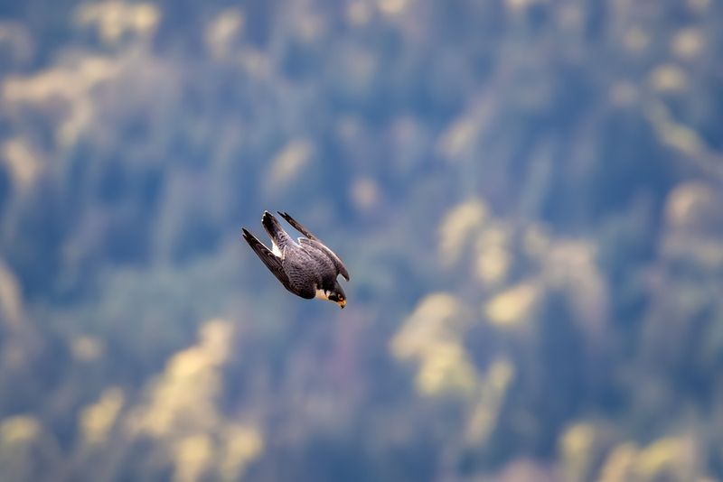 A peregrine falcon mid-dive 