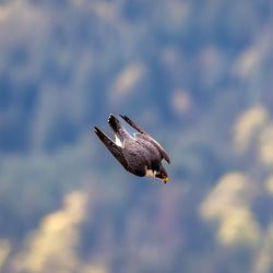A peregrine falcon mid-dive 