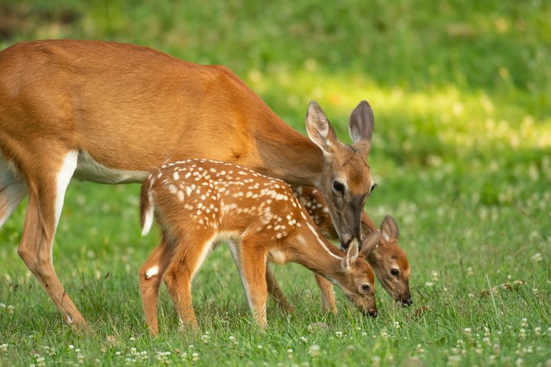 A white-tailed deer doe and its two fawns in an open meadow