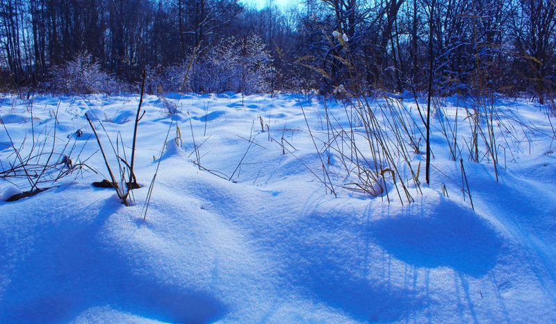 A scene showing snow thick on the ground with a few plants poking up through but instead of bright white the snow has a blue tint
