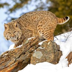 A photo of a bobcat standing on a snow covered rock on the side of an elevation. The cat is looking towards the camera and is on profile, its body facing to the left. In the background some trees are visible but blurred. 