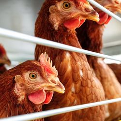 Chickens in lockdown.