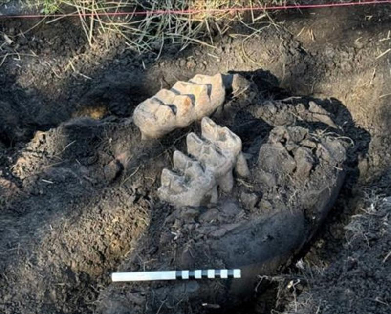 A mastodon jaw found in New York