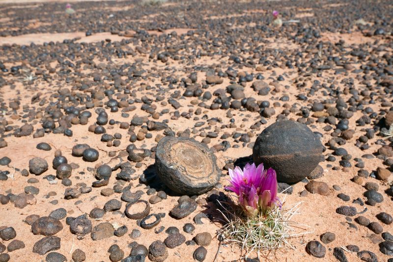 A scene showing the Moqui marbles of Utah, one spherical rock and one split in half to show the red iron oxide concretions in conenctric circles inside.s