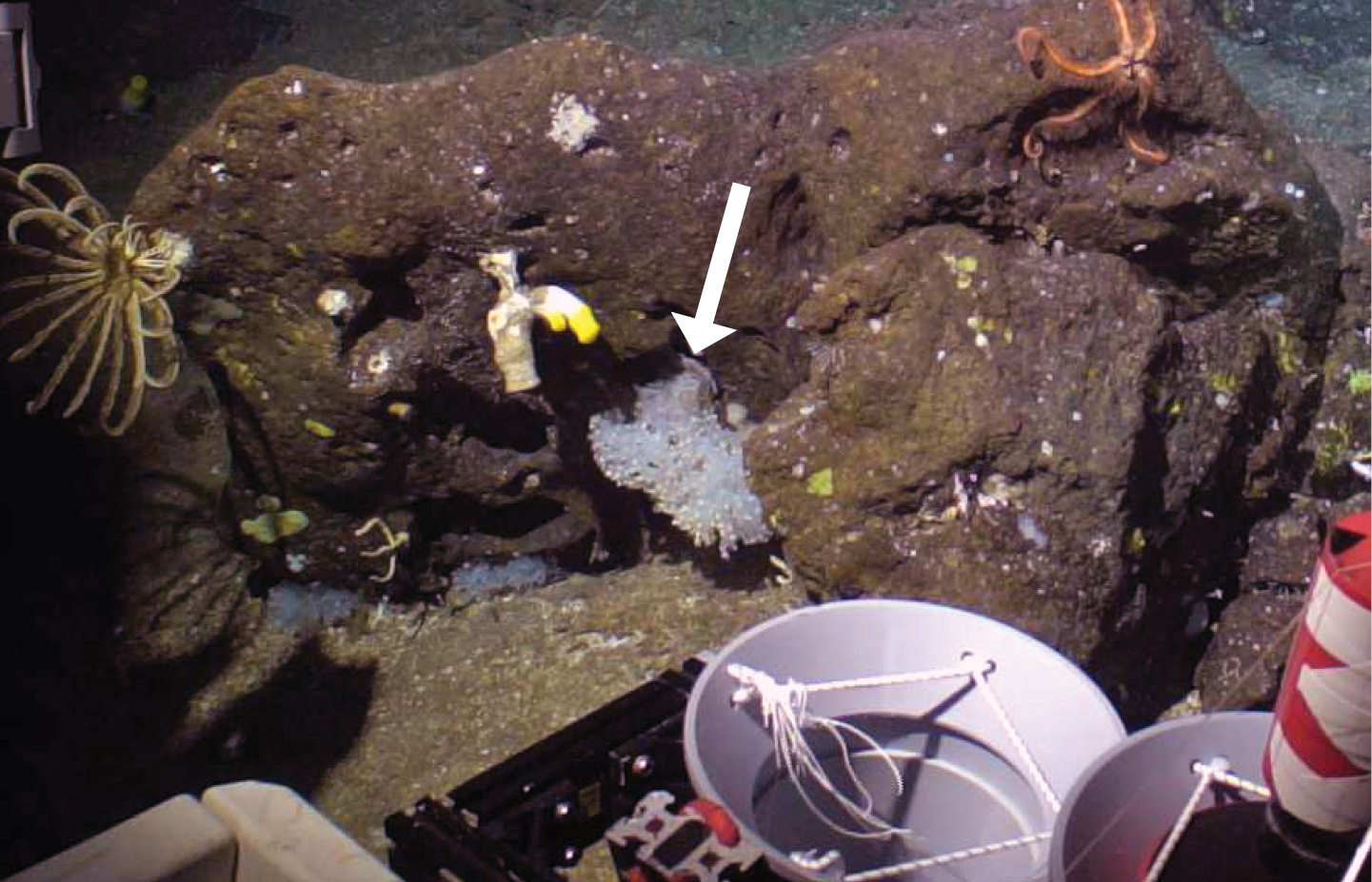 In-situ image of Vitrumanthus flosculus. White arrow indicates the species associated with Hexasterophora sponges. In-situ image of Vitrumanthus flosculus. White arrow indicates the species associated with Hexasterophora sponges.