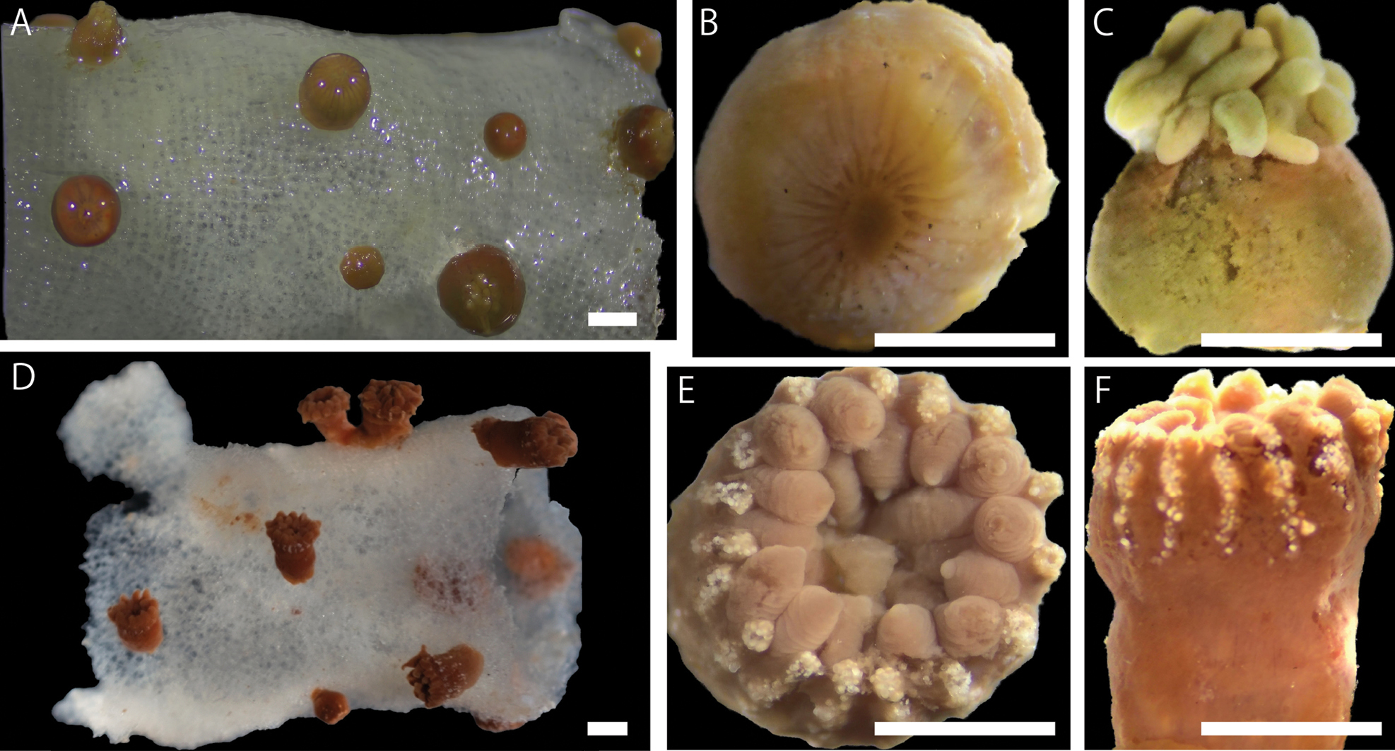 Images of external morphology of (A–C) Vitrumanthus flosculus sp. nov. and (D–F) Churabana kuroshioae A preserved polyps attached to Farrea sp. B and C close-up image of a preserved polyp D preserved polyps attached to Pararete sp. E and F close-up image of a preserved polyp. Scale bars: 1.0 mm (A–C); 2.0 mm (D–F). Images of external morphology of (A–C) Vitrumanthus flosculus sp. nov. and (D–F) Churabana kuroshioae A preserved polyps attached to Farrea sp. B and C close-up image of a preserved polyp D preserved polyps attached to Pararete sp. E and F close-up image of a preserved polyp. Scale bars: 1.0 mm (A–C); 2.0 mm (D–F).