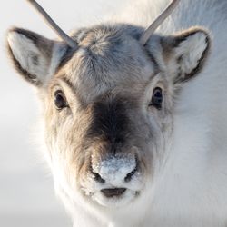 Close up of a svalbard reindeer face