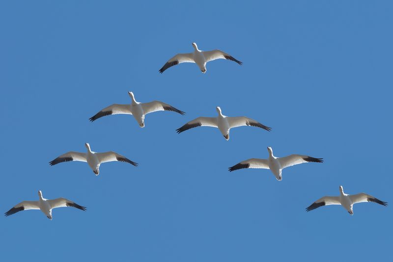 Snow geese shot from underneath in a V formation with three on each side on one leading