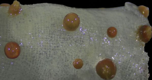 preserved polyps of Vitrumanthus flosculus attached to Farrea 