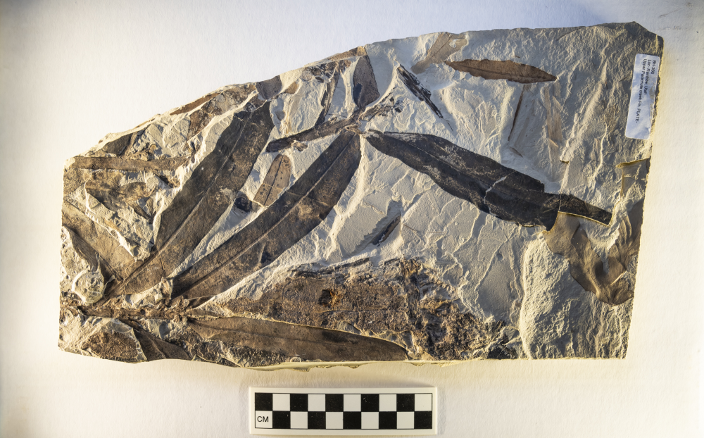 the fossilized leaves of an old plant that doesn't fit in any existing plant family, the leaves are long and black against grey stone the fossilized leaves of an old plant that doesn't fit in any existing plant family, the leaves are long and black against grey stone