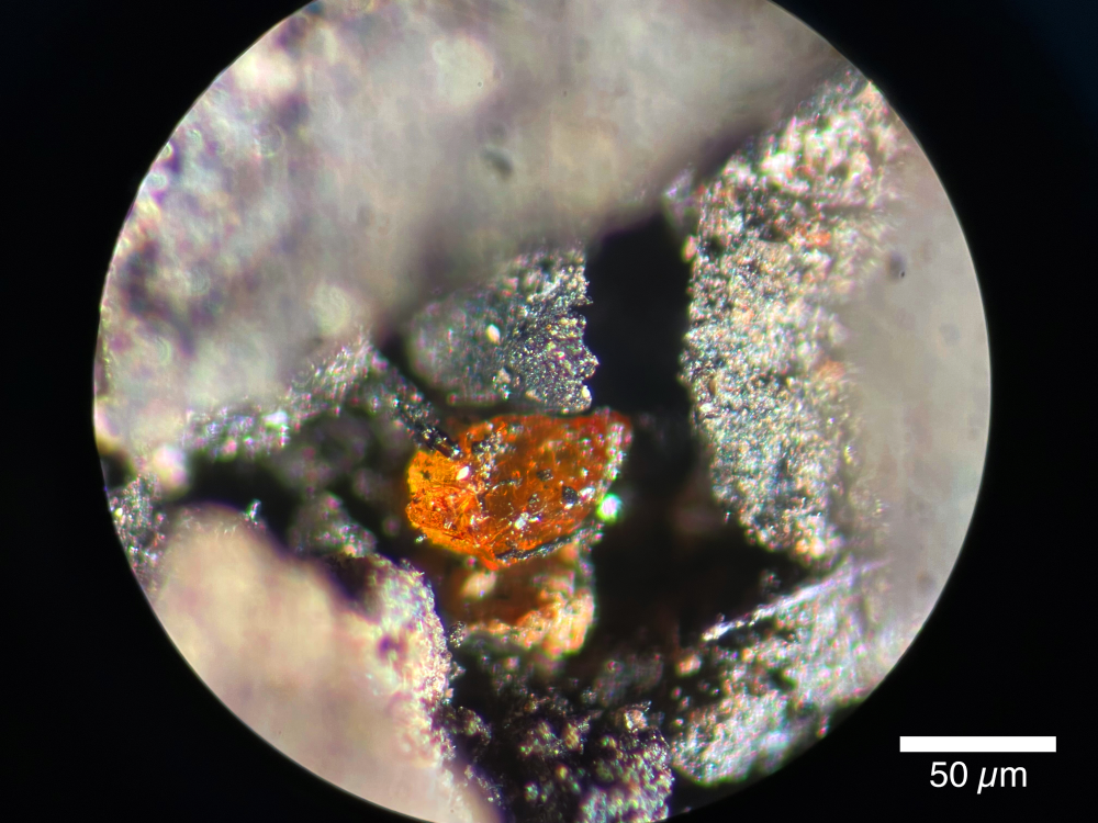 the first piece of fossil tree resin known as amber found in antarctica, looks like a tiny grain of jelly-like stone, very orange the first piece of fossil tree resin known as amber found in antarctica, looks like a tiny grain of jelly-like stone, very orange