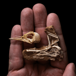 Skeleton of Navaornis, a fossil bird from the age of dinosaurs. 