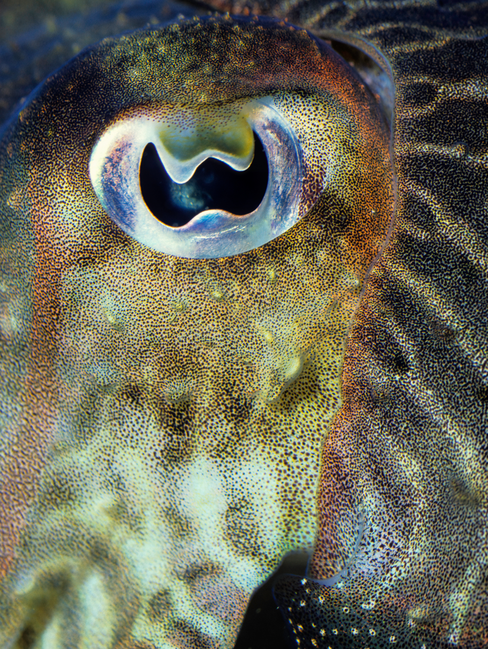 a cuttlefish eye close up shows it has a wiggly pupil a cuttlefish eye close up shows it has a wiggly pupil