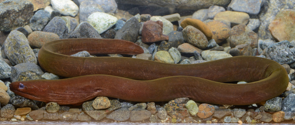 a new species of eel has dark coloration sitting on rocks a new species of eel has dark coloration sitting on rocks