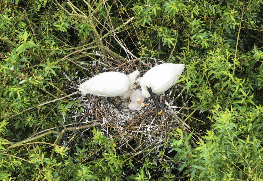An adult pair of spoonbills nesting with their teaspoons. An adult pair of spoonbills nesting with their teaspoons.