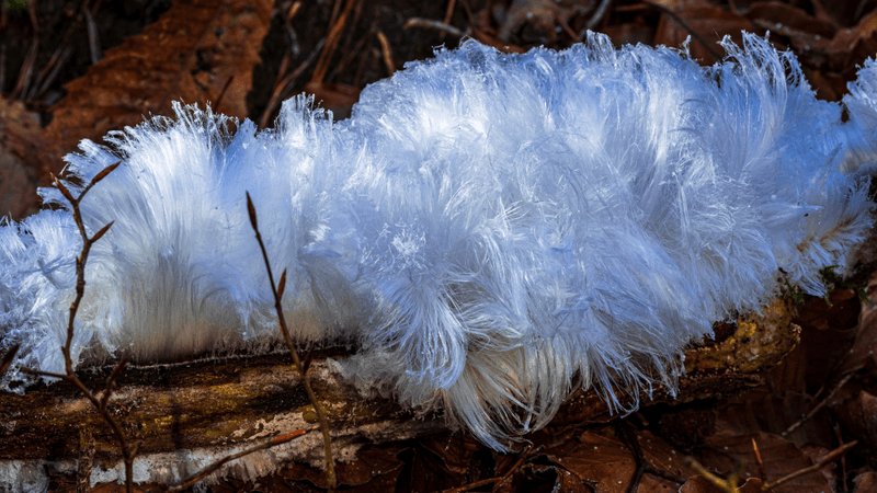 hair ice growing on a log, it is made of very fine strands of ice so it looks like silky white hair