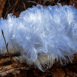 hair ice growing on a log, it is made of very fine strands of ice so it looks like silky white hair