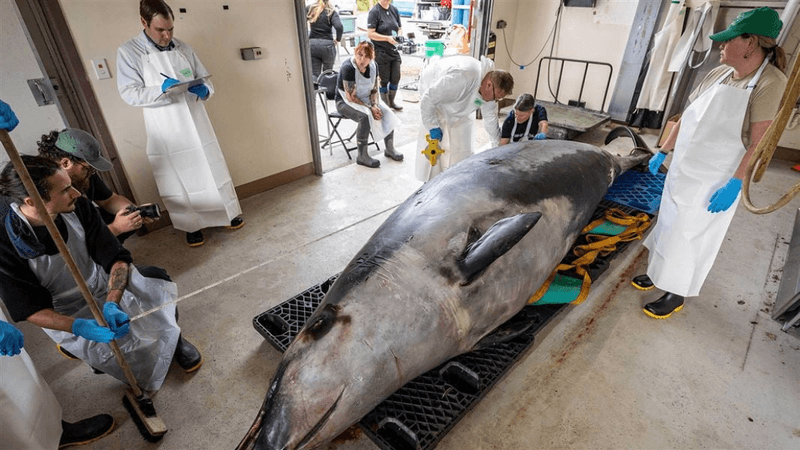 a large light grey and dark grey spade tooth whale on a trolley surrounded by people about to perform a dissection