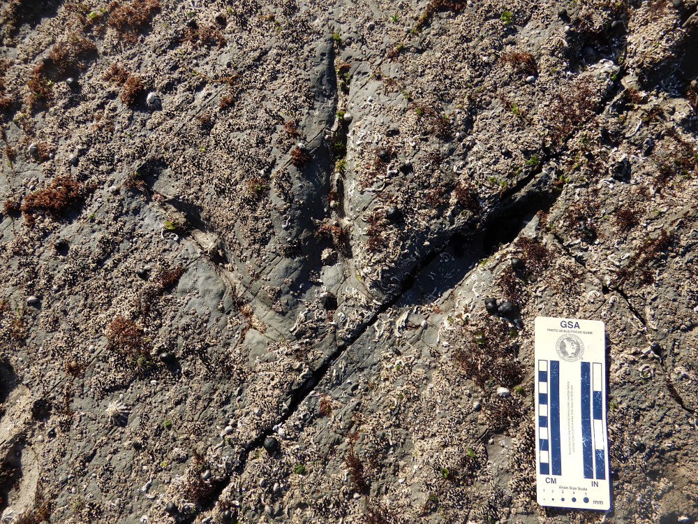 a theropod footprint encrusted with sea life a theropod footprint encrusted with sea life