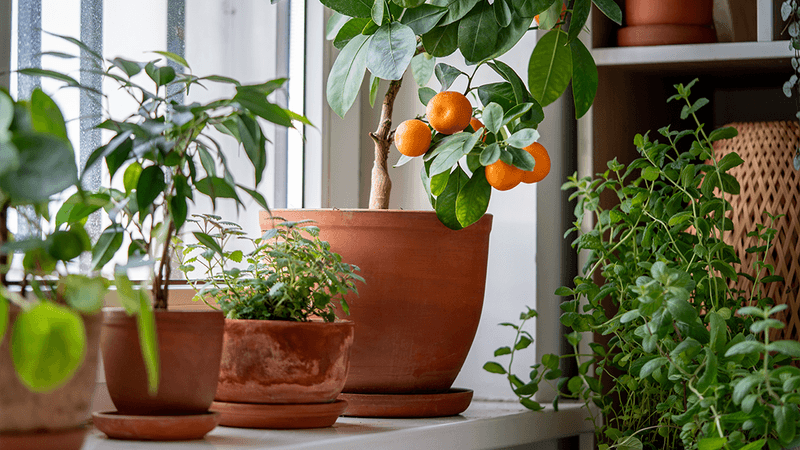 Several potted plants.