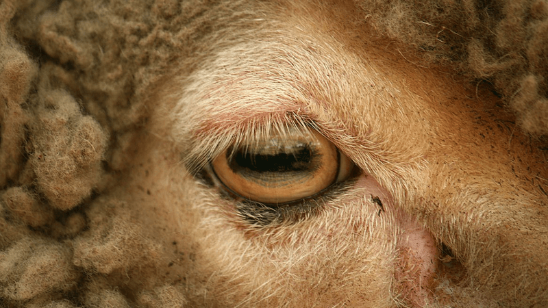 a sheep eye shows a rectangular pupil in the center