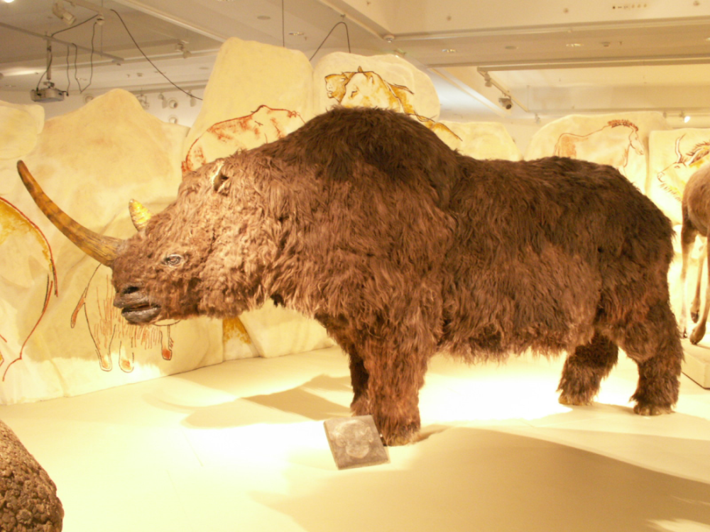 a model of a woolly rhino showing it had a camel-like fat hump a model of a woolly rhino showing it had a camel-like fat hump